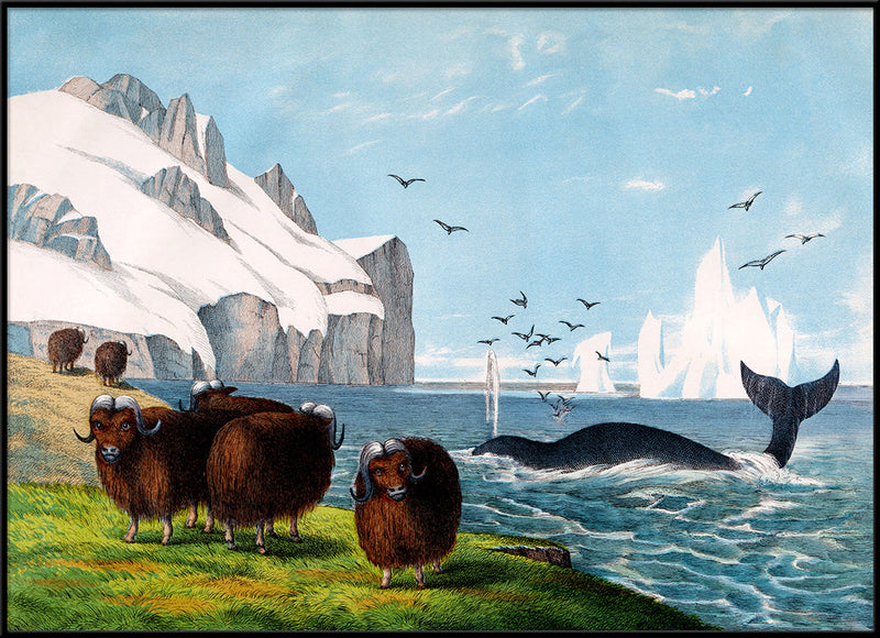 Musk Ox