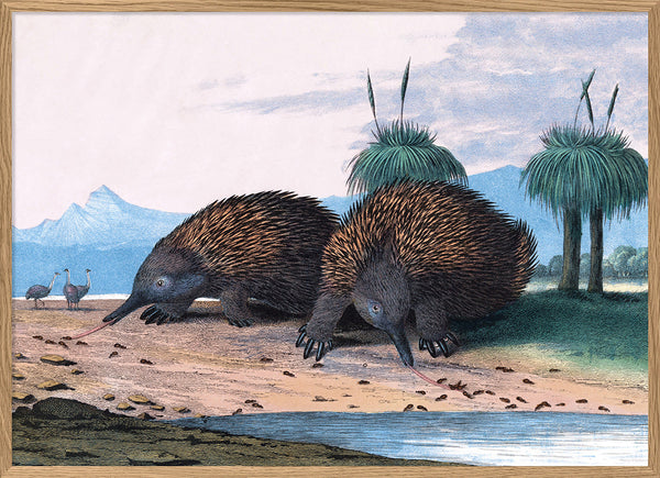 Echidna or Porcupine Ant-Eater