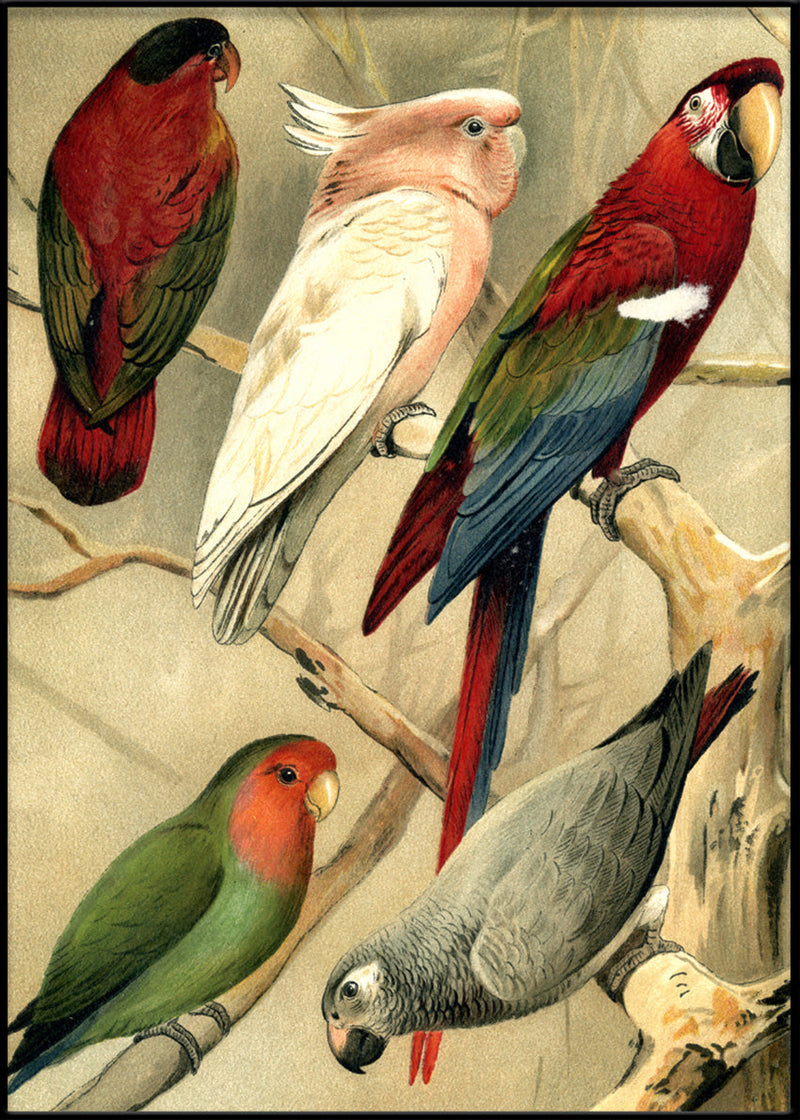 Parrots Left side