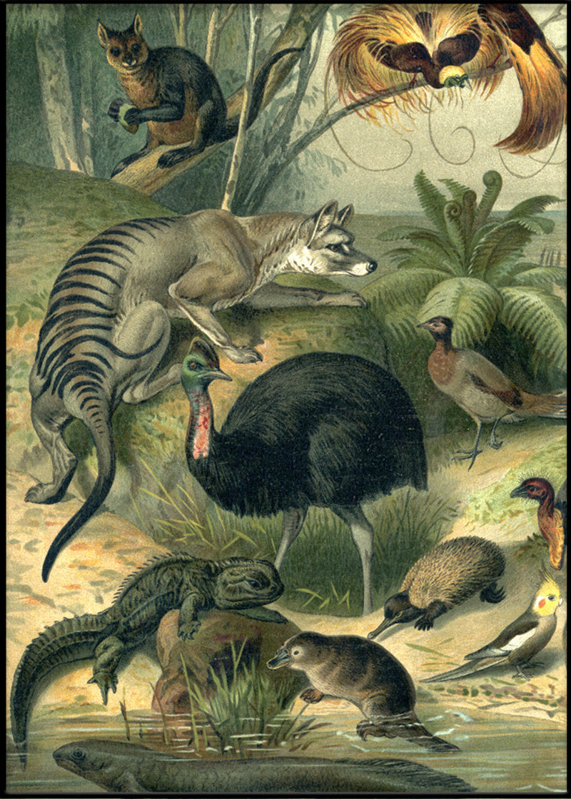 Australian Fauna Left side