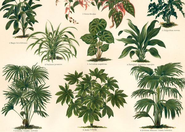 Oriental Plants Horizontal