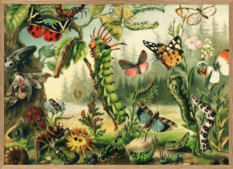 Larvae and butterflies Horizontal