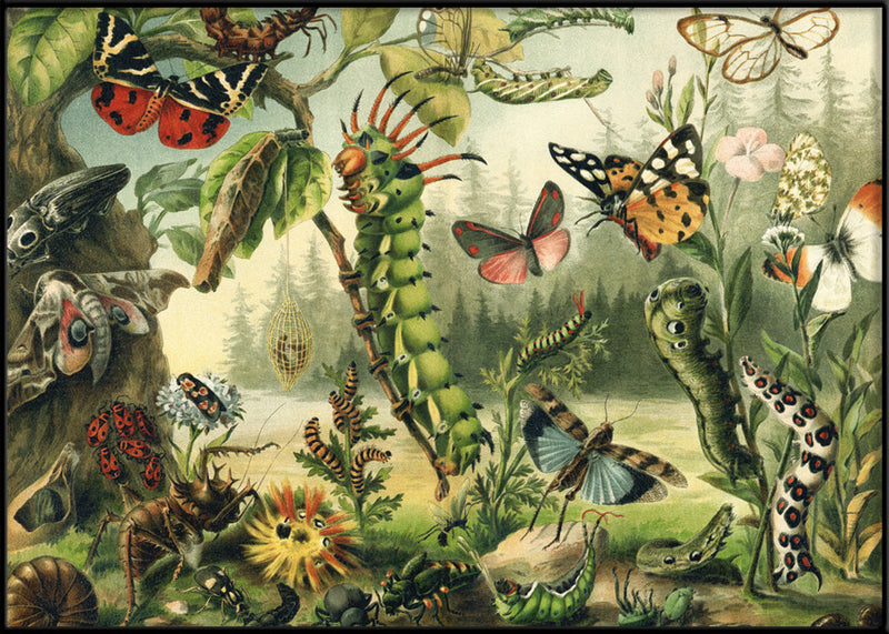 Larvae and butterflies Horizontal