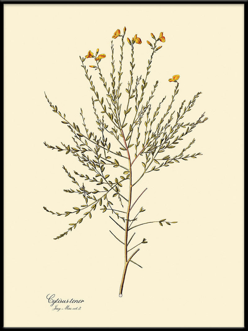 Cytisus Tener