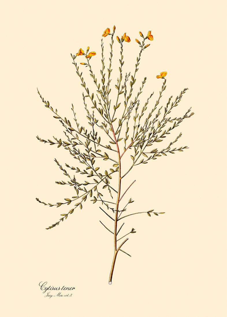 Cytisus Tener