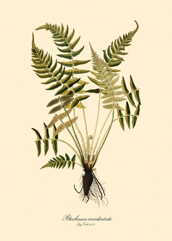 Blechnum Occidentale