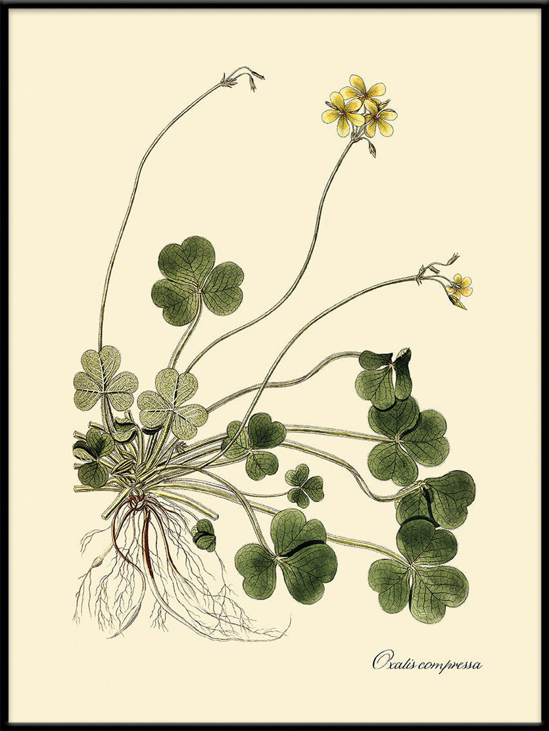 Oxalis Compressa