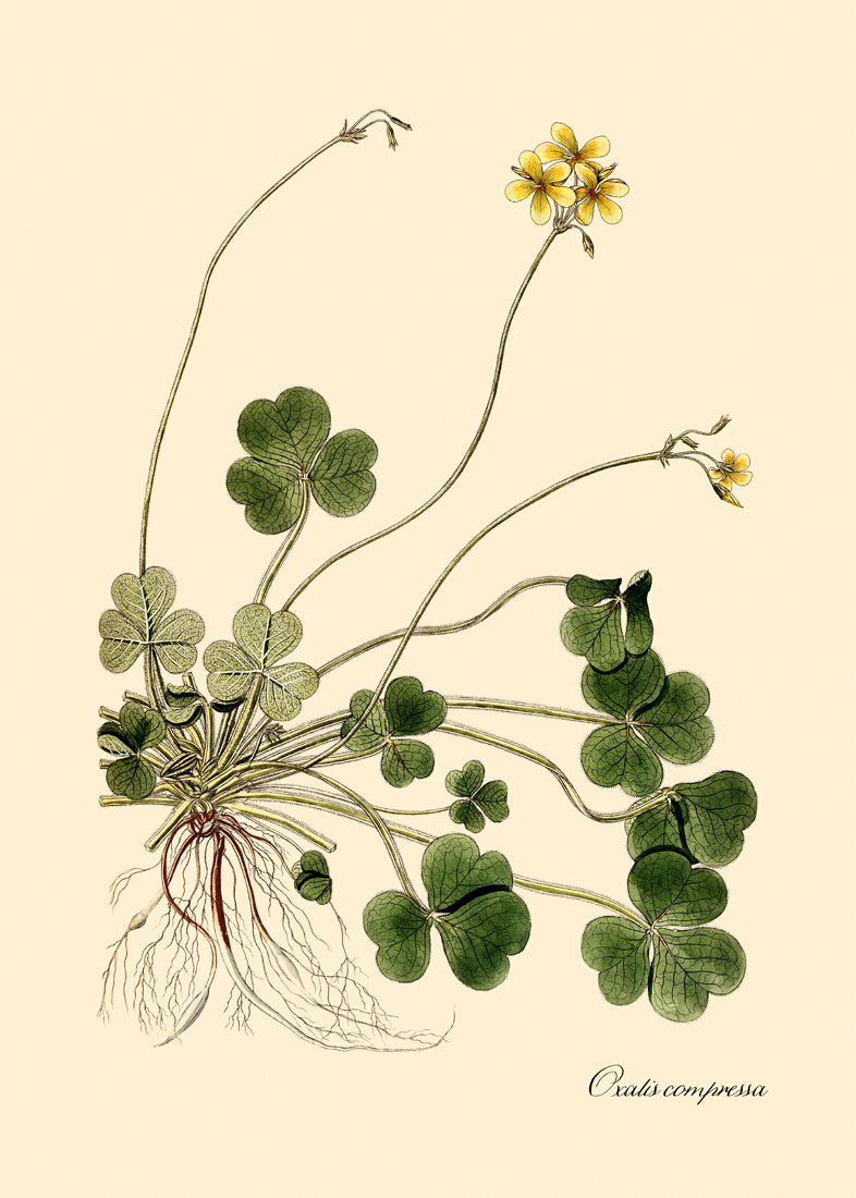 Oxalis Compressa