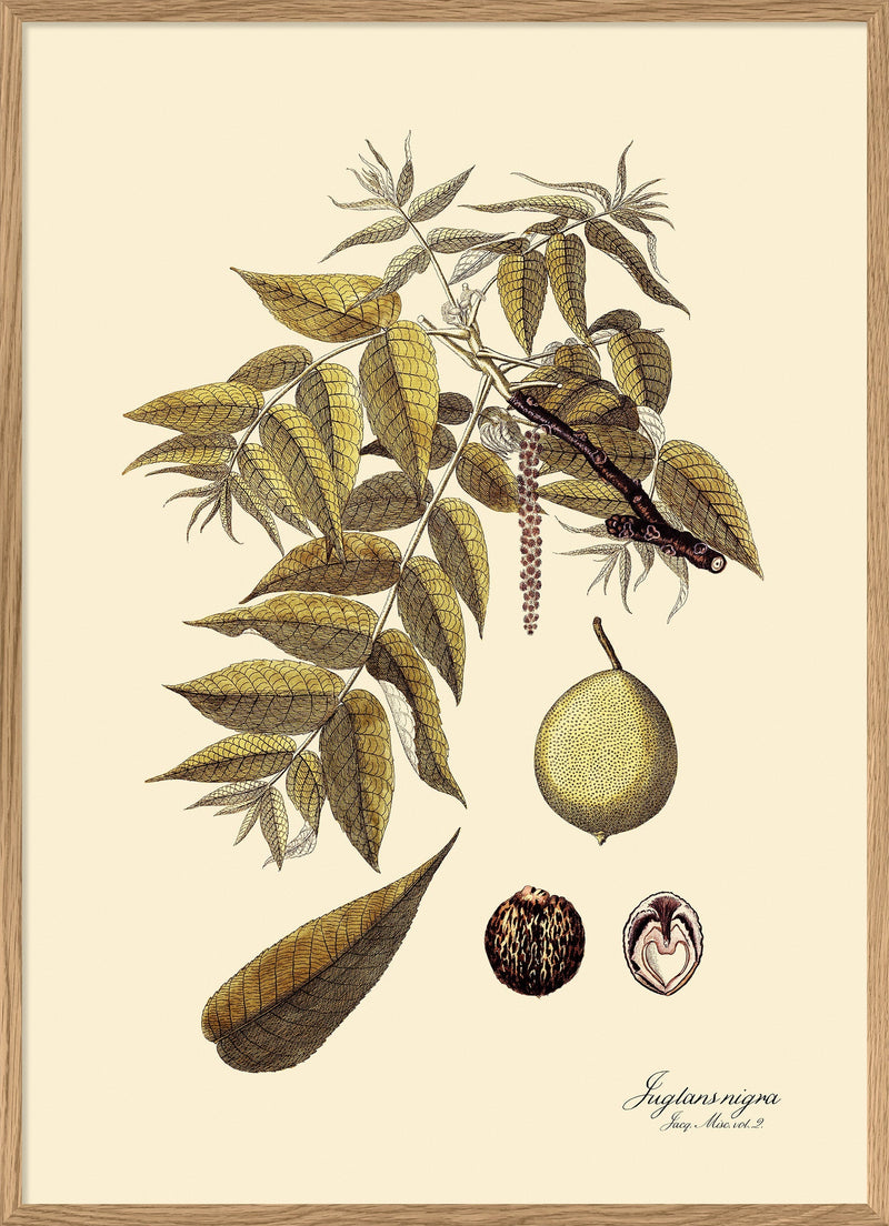 Juglans Nigra