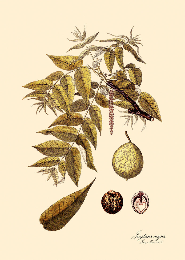 Juglans Nigra