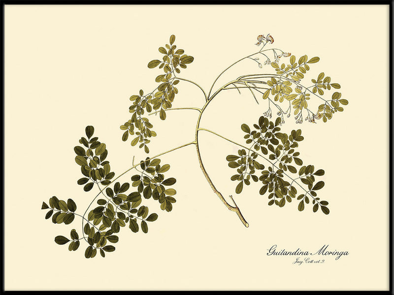 Guilandina Moringa