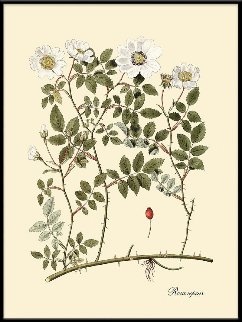 Rosa Repens