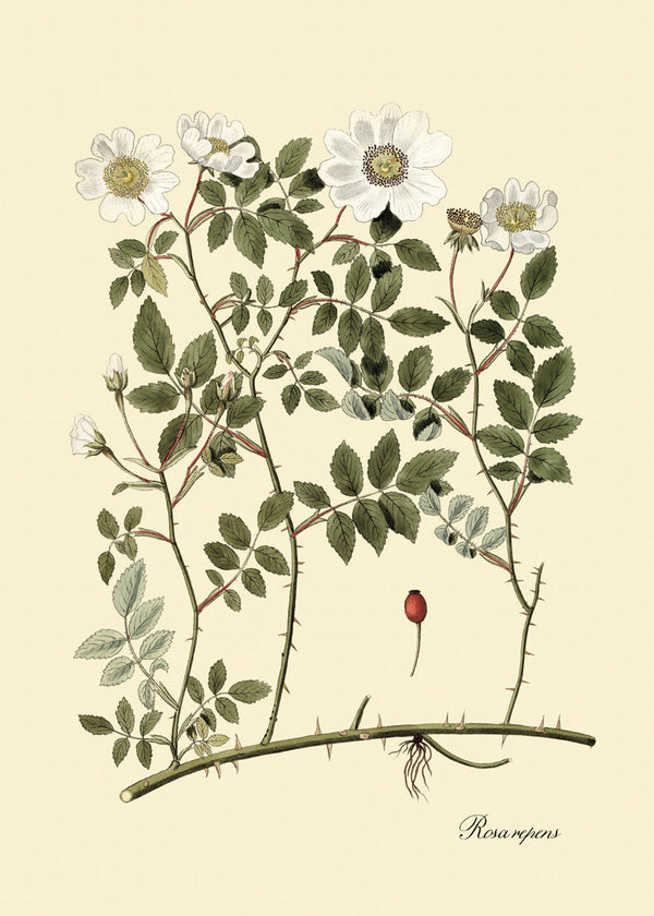 Rosa Repens