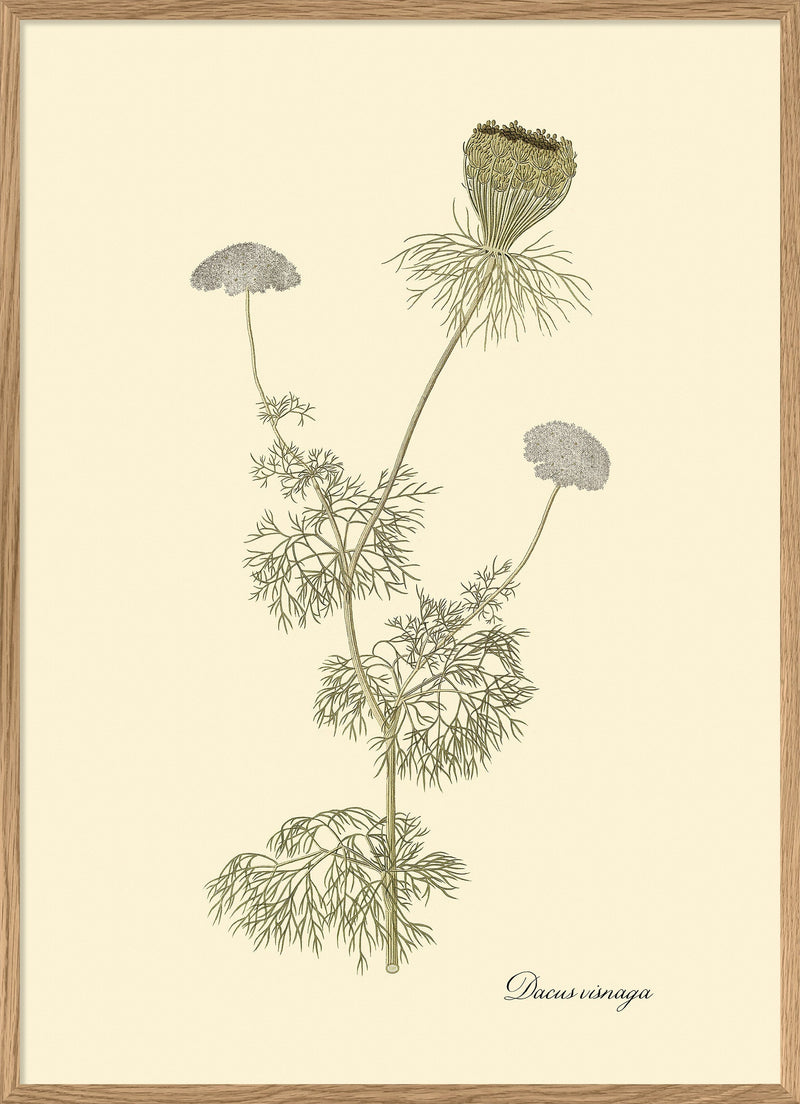 Dacusvisnaga