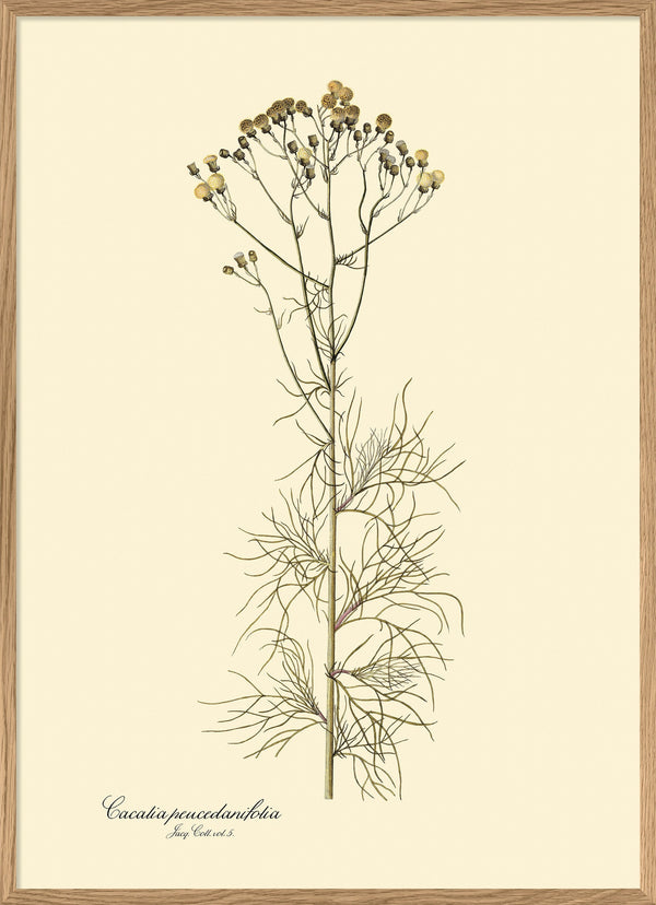 Cacalia Peucedanfolia