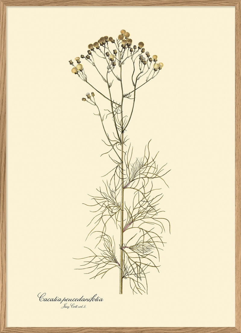 Cacalia Peucedanfolia