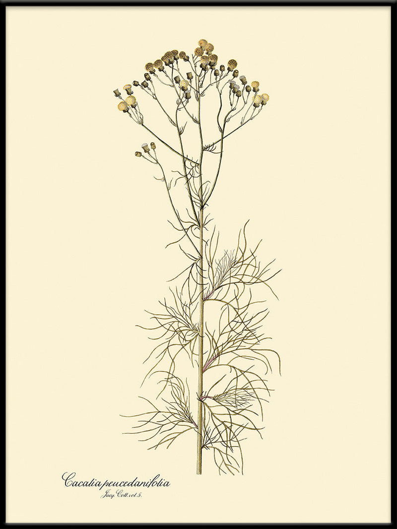 Cacalia Peucedanfolia