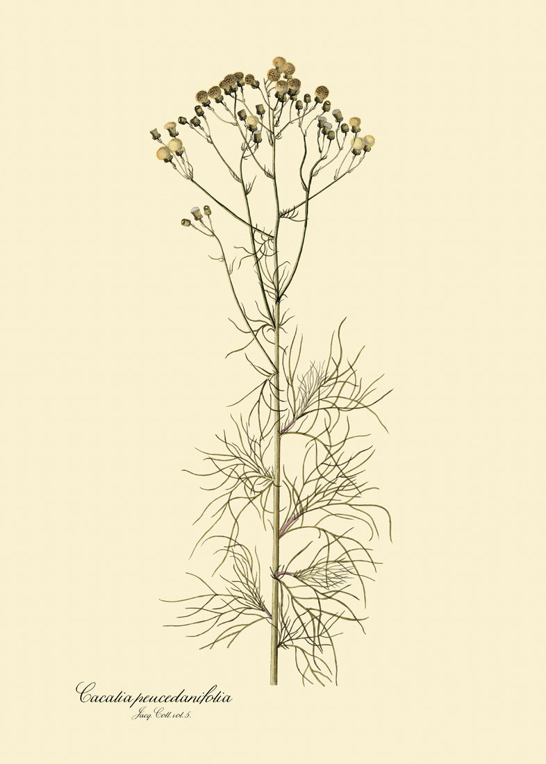 Cacalia Peucedanfolia