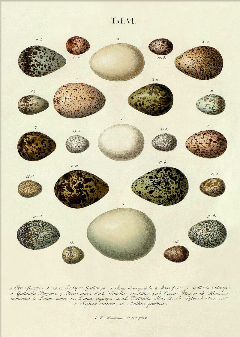 Eggs Tab VI.