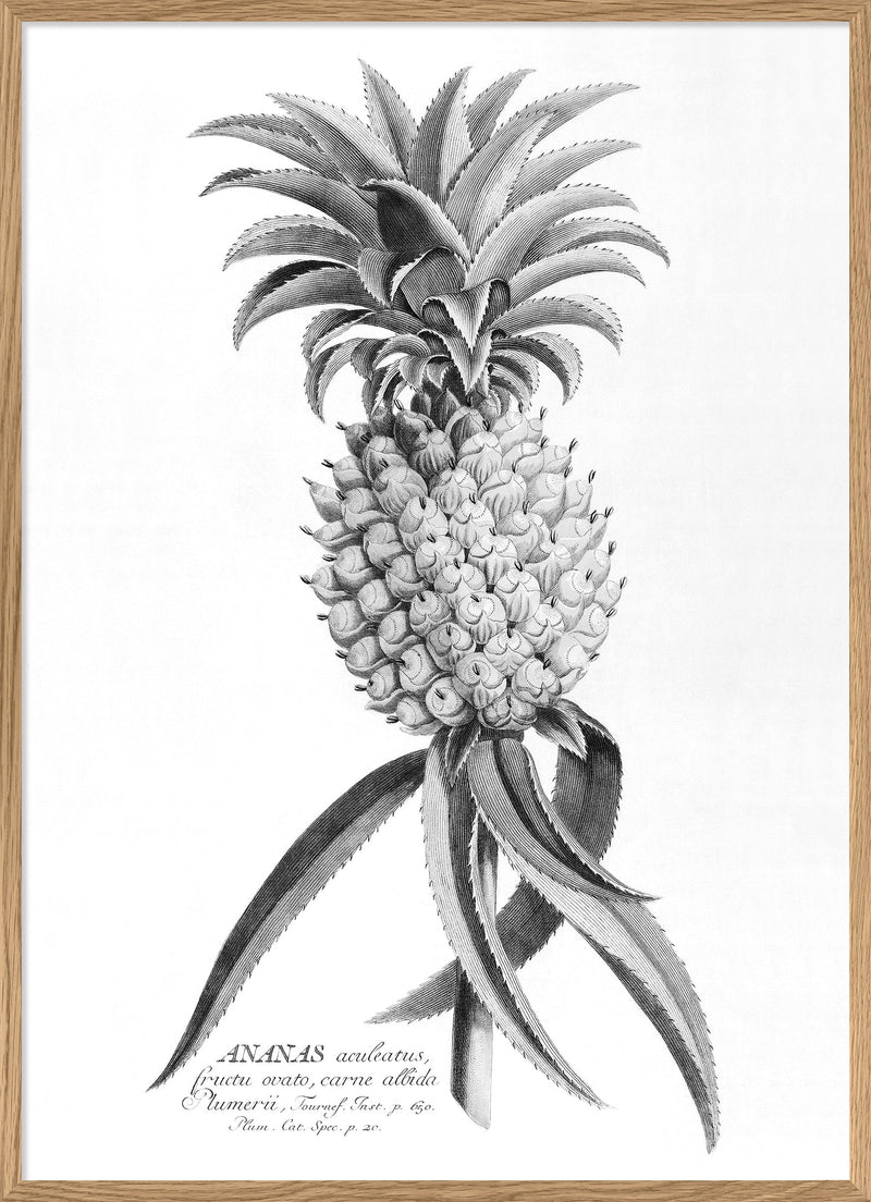 Black Ananas