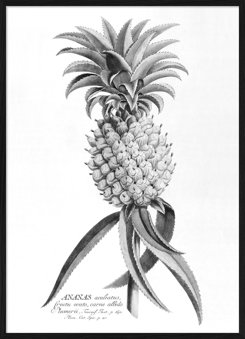 Black Ananas