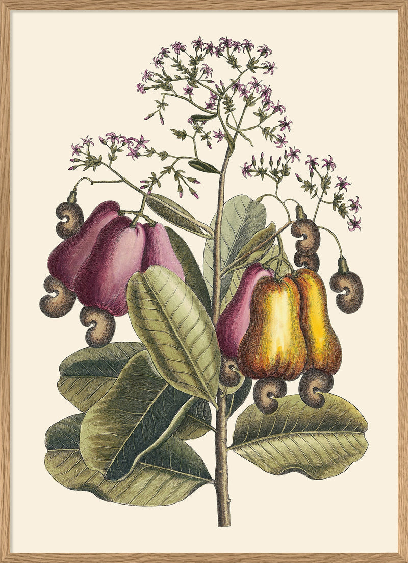 Cashew Tree