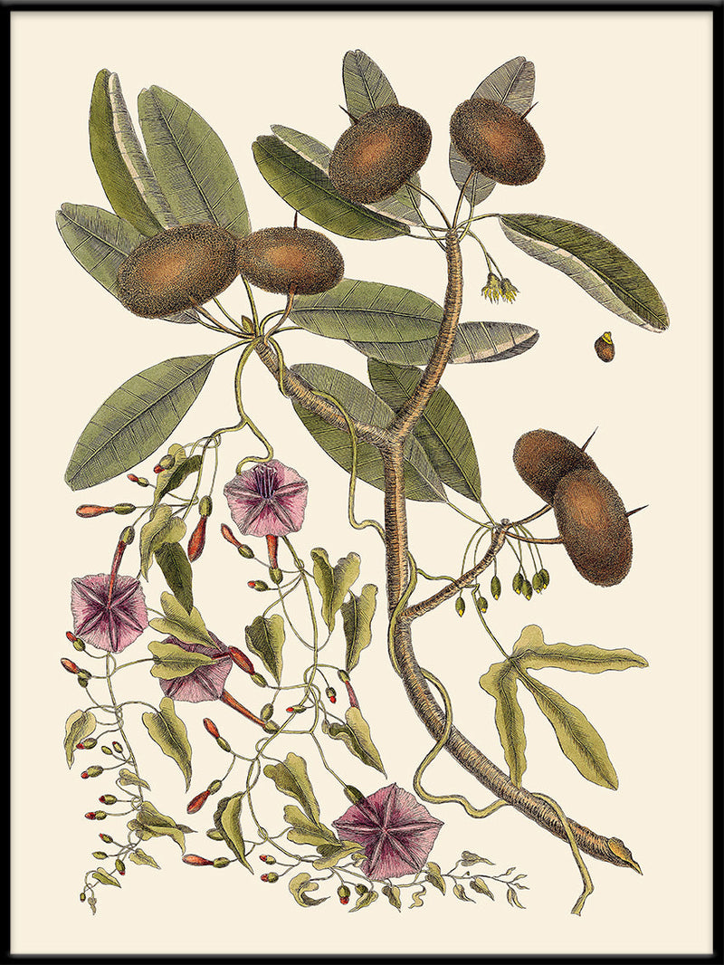 Annona And Convolvulus