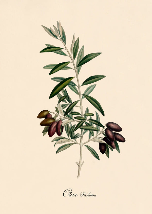 Olive Picholine