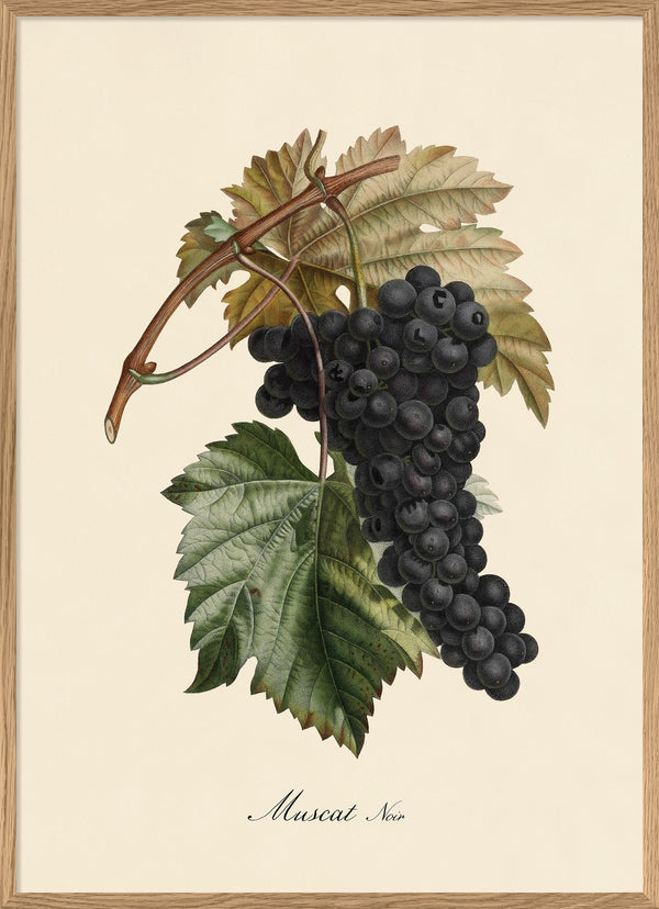 Muscat Noir