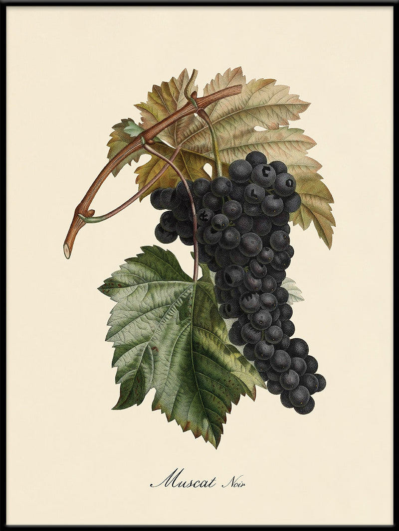 Muscat Noir