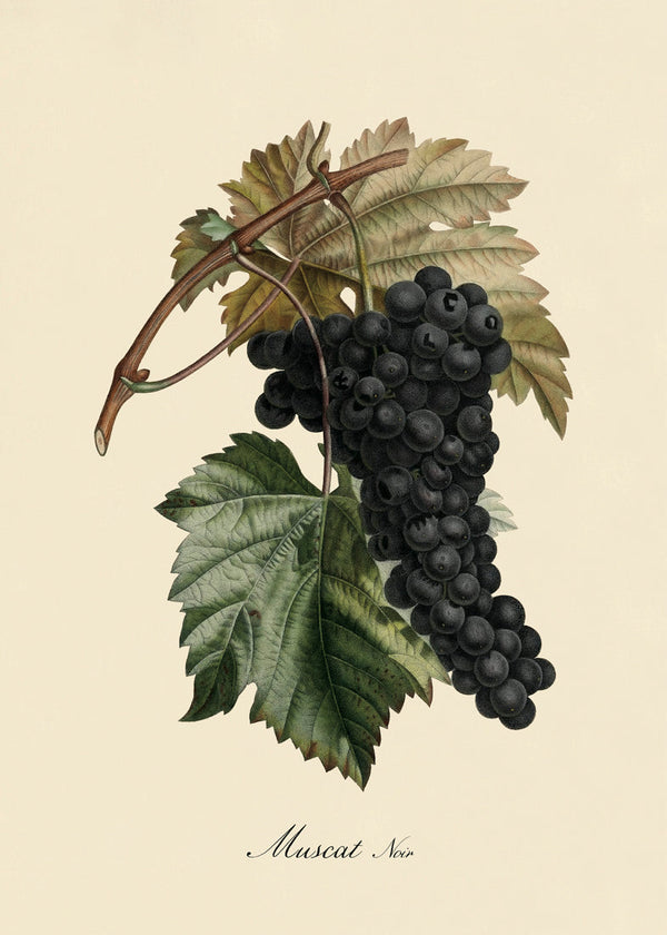 Muscat Noir