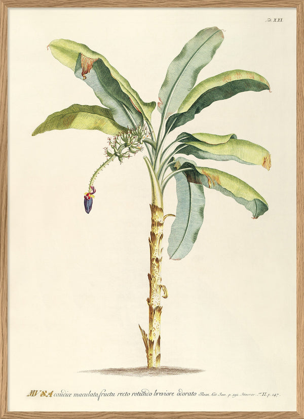 Musa Caudice Maculato