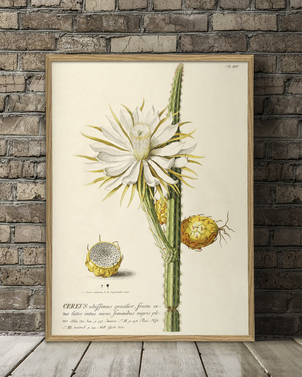 cereus-plant-poster