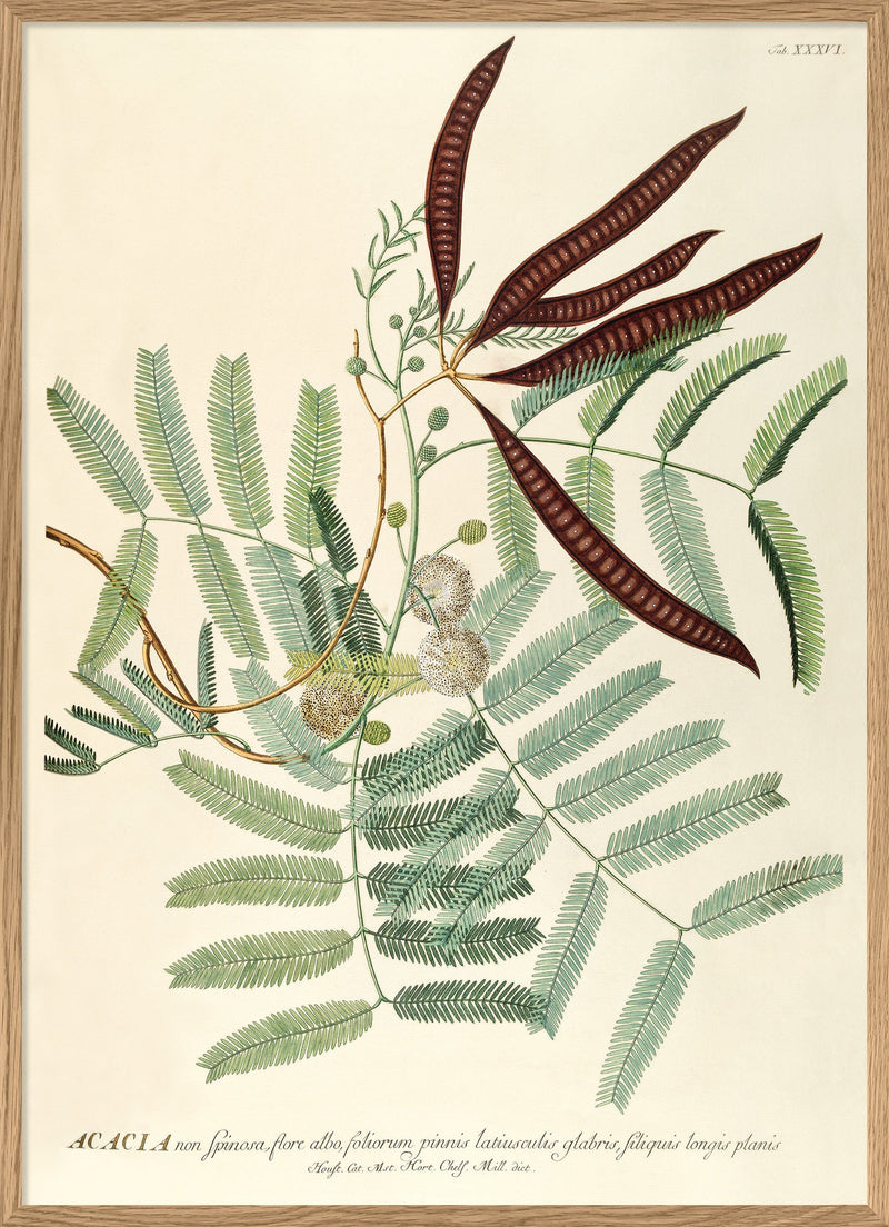 Acacia non Spinosa