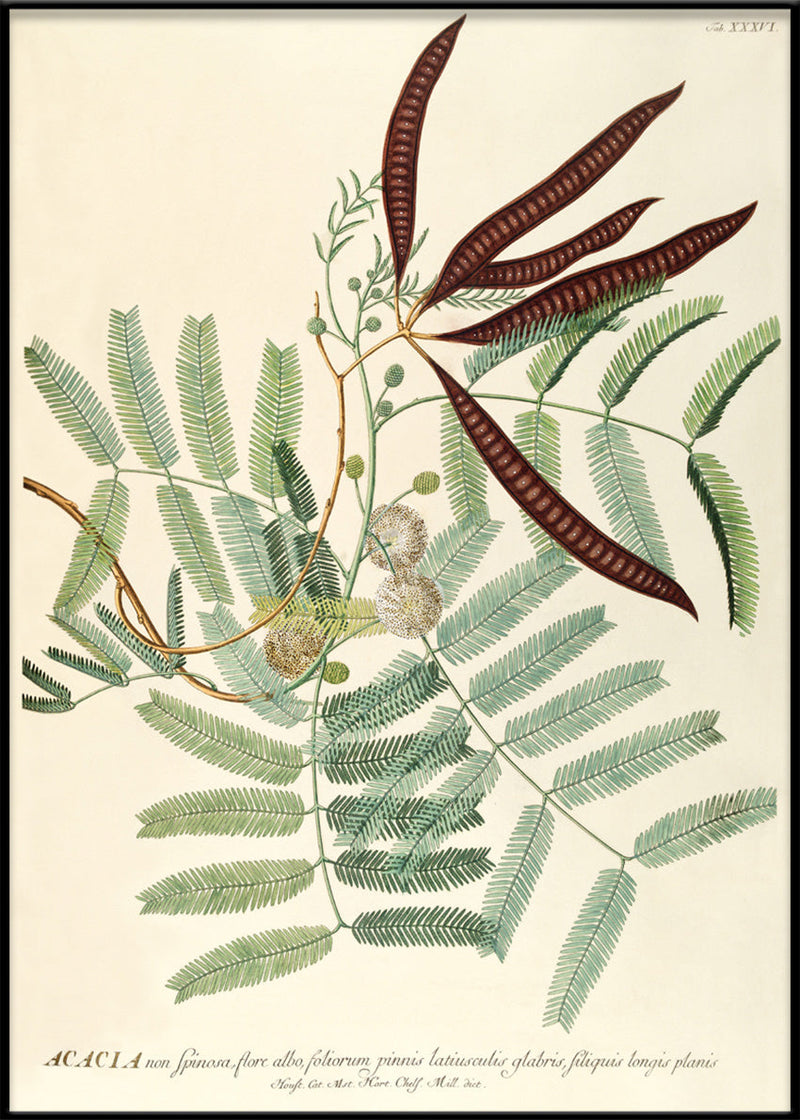 Acacia non Spinosa