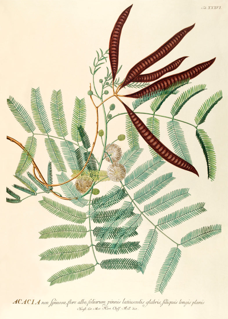 Acacia non Spinosa