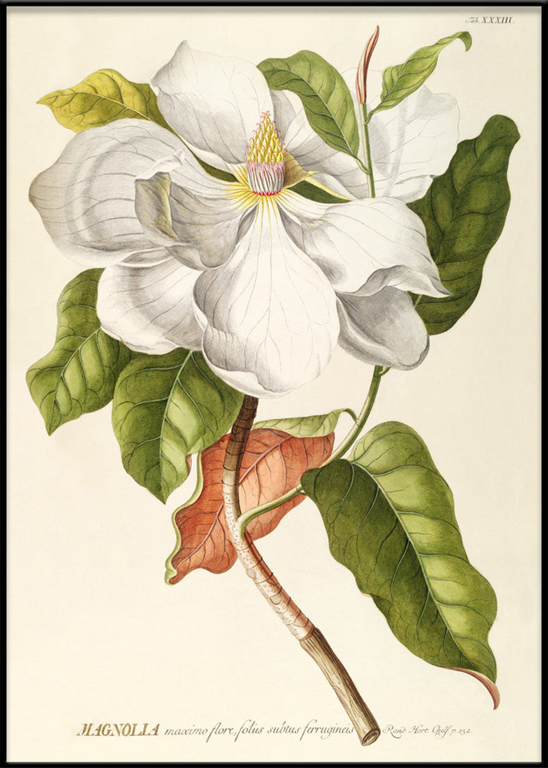 Magnolia