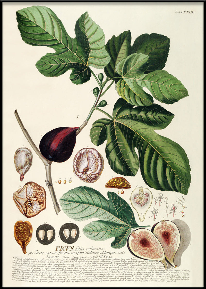 Ficus Foliis Palmatis