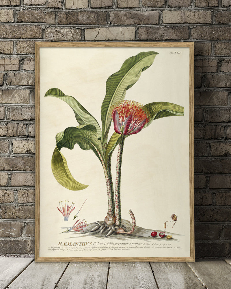 hæmanthus-plant-poster