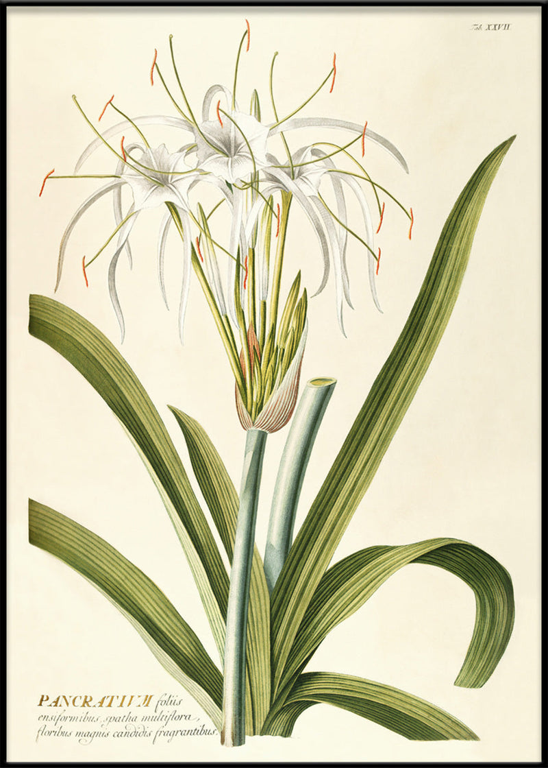 Pancratium