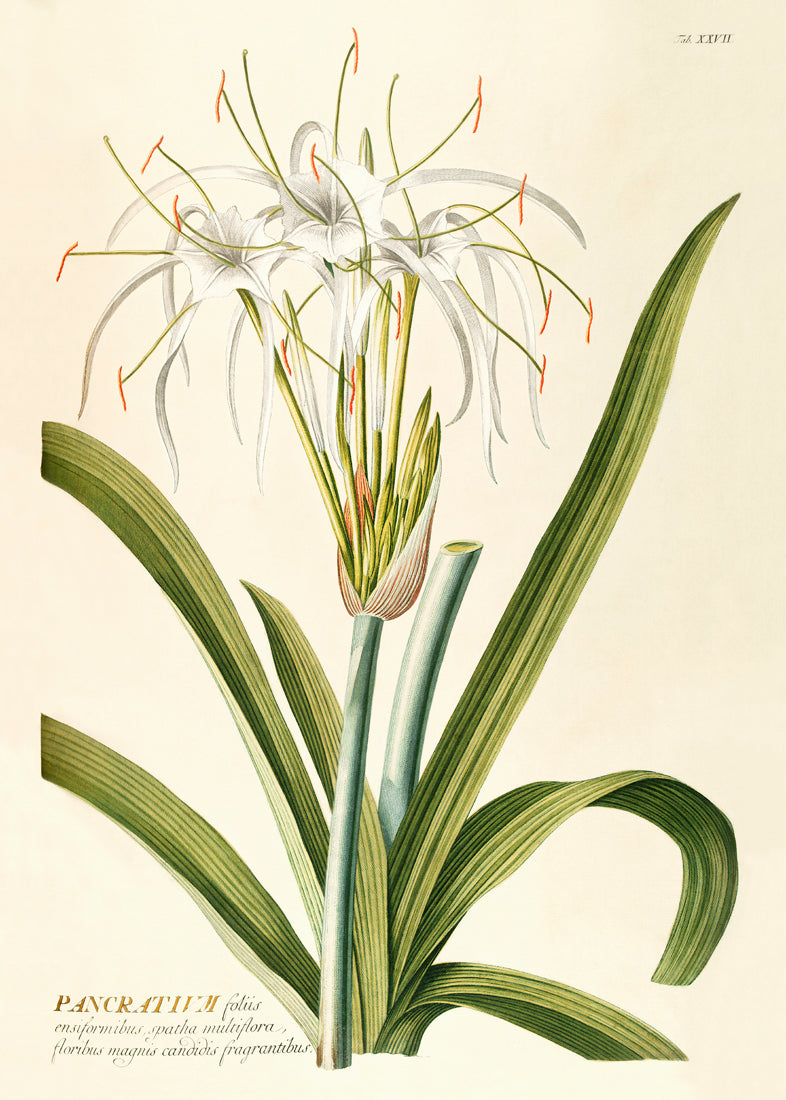 Pancratium