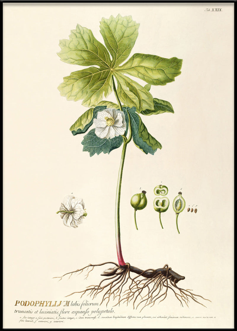 Podophyllum Lobis Foliorum