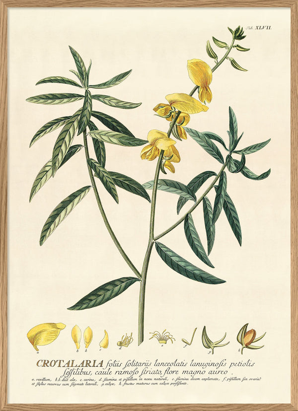 Crotalaria