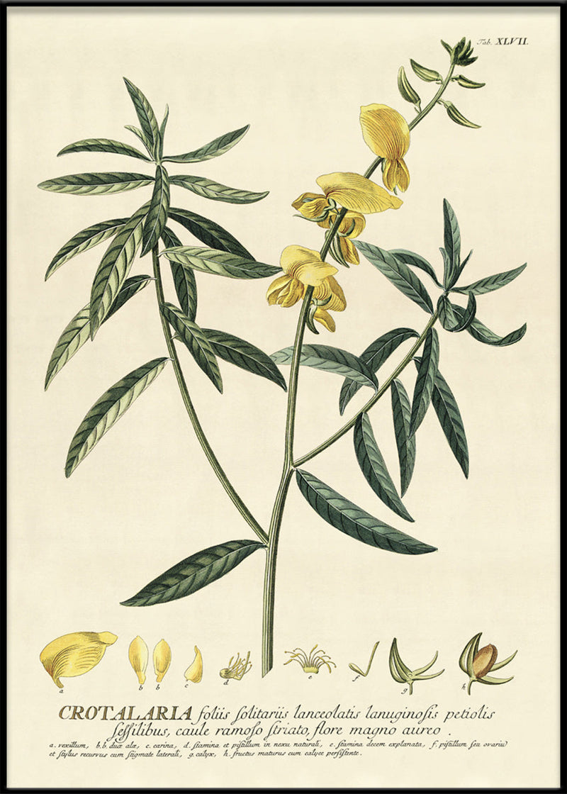 Crotalaria