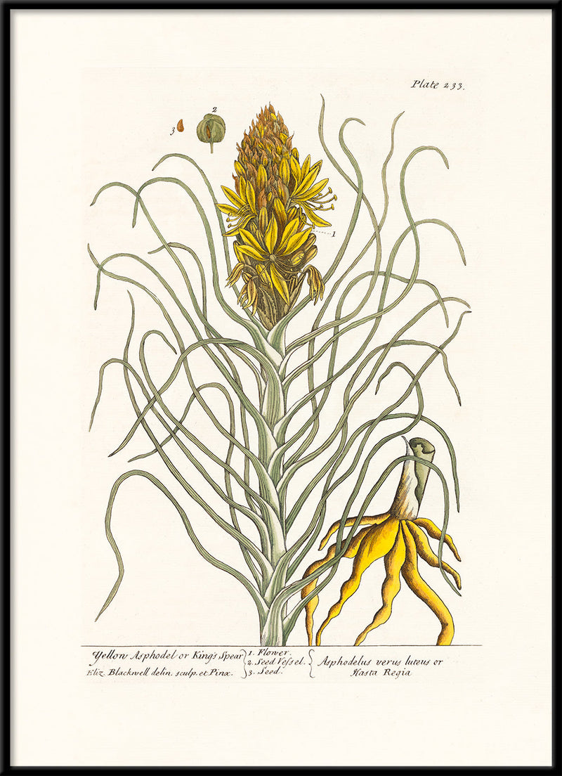 Yellow Asphodel or King's Spear