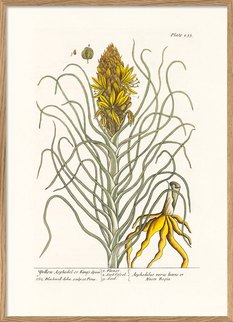 Yellow Asphodel or King's Spear