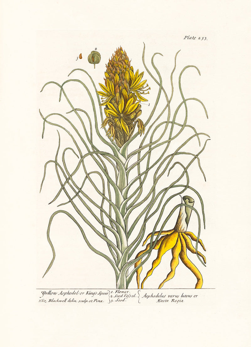 Yellow Asphodel or King's Spear