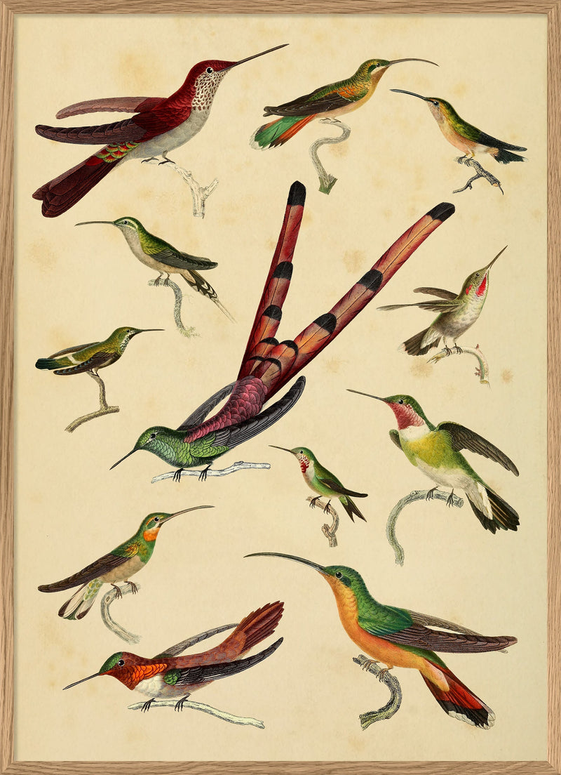 Hummingbirds