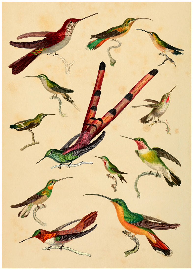 Hummingbirds