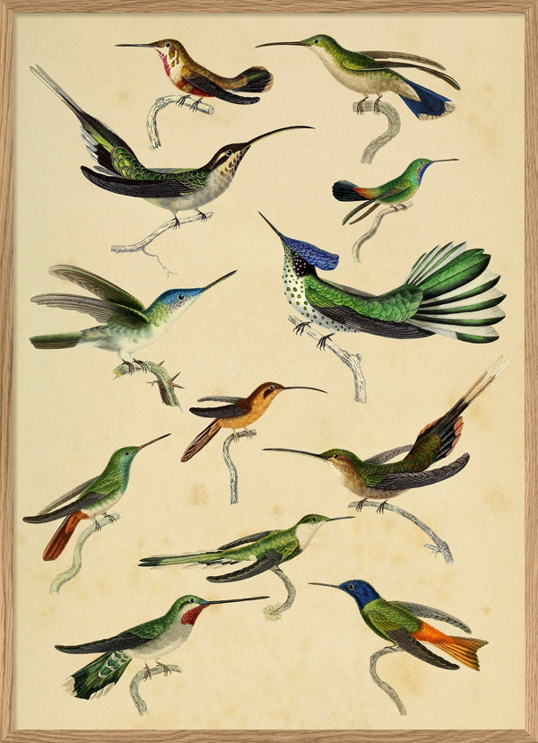 Hummingbirds